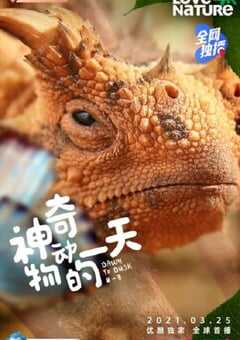 2021年加拿大纪录片《神奇动物的一天 第一季》全8集 4K网盘迅雷下载