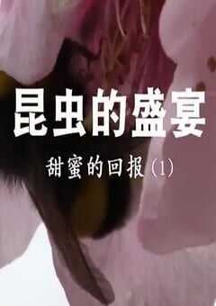 2020年国产大陆纪录片《昆虫的盛宴》全8集 4K网盘迅雷下载
