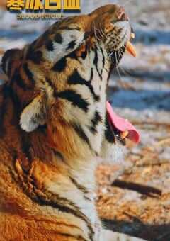 2025年国产悬疑片《寒冰白血》HD国语中字 4K网盘迅雷下载