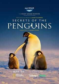 2025年美国纪录片《企鹅之谜》全3集 4K网盘迅雷下载