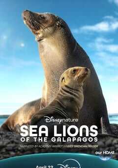 2025年美国纪录片《海狮利奥环岛记》HD英语中字 4K网盘迅雷下载