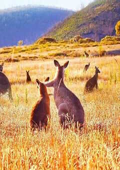 2022年美国纪录片《袋鼠谷》BD中英双字 4K网盘迅雷下载