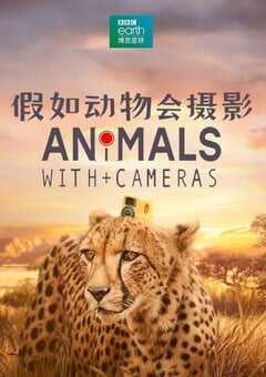 2018年英国纪录片《假如动物会摄影》全3集 4K网盘迅雷下载