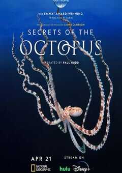2024年澳大利亚纪录片《章鱼的秘密》全03集 4K网盘迅雷下载