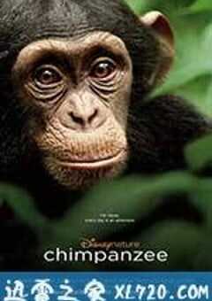 黑猩猩 Chimpanzee (2012) 4K网盘迅雷下载