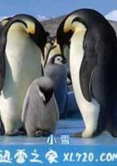 帝企鹅宝宝的生命轮回之旅 Snow Chick – A Penguin’s Tale (2015) 4K网盘迅雷下载
