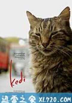 伊斯坦布尔的猫 Kedi (2016) 4K网盘迅雷下载