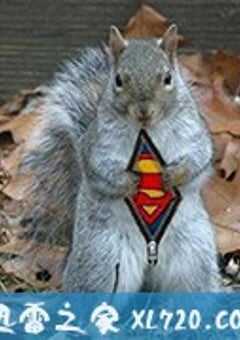 超级松鼠 Natural World: The Super Squirrels (2018) 4K网盘迅雷下载