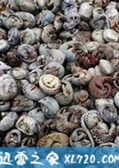 穿山甲：被捕杀最多的动物 Pangolins: The World’s Most Wanted Animal (2018) 4K网盘迅雷下载